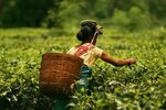 Tea Assam India Миратерра