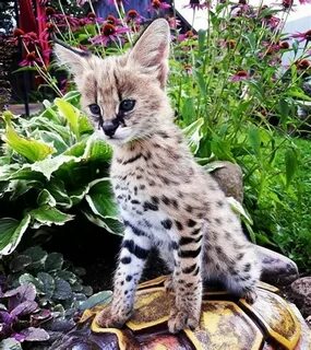 Baby Savannah Cat For Adoption / Margay Kittens for Sale ...