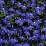 Dark Blue Early Springs Lobelia Lobelia flowers, Plants, Blu