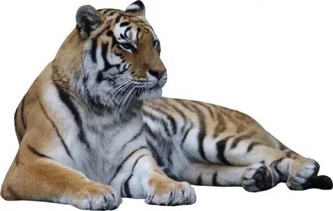 Tiger Laying Down Png Clipart - Large Size Png Image - PikPn