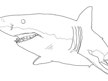 Shark Coloring Pages: Toothy Terrors?