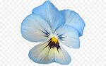 Pansy Flower Clip Art - Blume 553*552 transparenter Png kost
