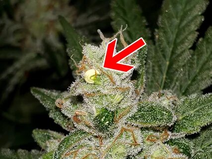 Cannabis Leaf Symptoms & Plant Problems Marijuana Nutrient D