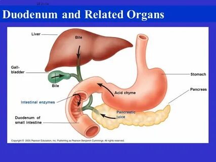 Overview of the Digestive System - ppt video online download