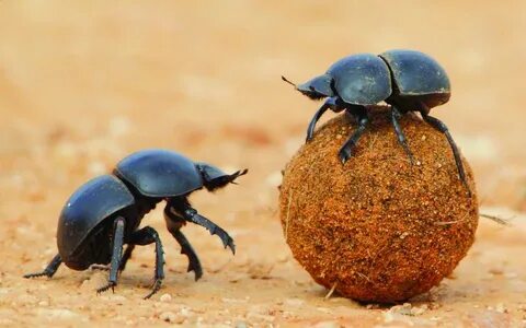 egyptian dung beetle Beetle, Bugs and insects, Insects