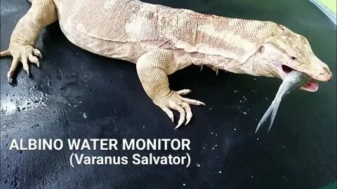 Albino water monitor (varanus salvator) - YouTube