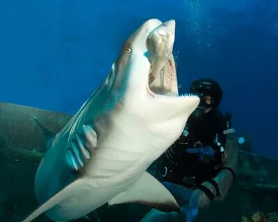 Shark Adventure - Stuart Coves - Bahamas Dive Shop & Tours