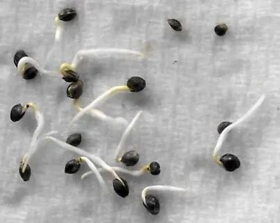 Germinate seeds, that's how you do it! - SeedMarket.com Blog