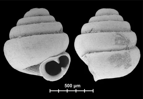 World's Tiniest Snail Discovered in Southern China