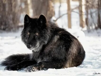 Black wolf dog 'Zeus' sitting out in the sun. Wolf dog, Blac