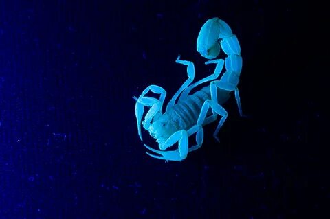 Scorpion Aesthetic Wallpapers posted by Samantha Anderson