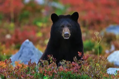 Scoop fascinating black bear facts right here at Nat Geo Kid
