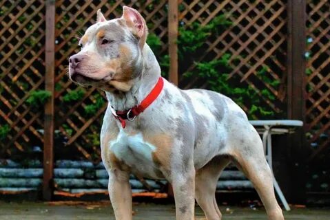 Newest pitbull red merle Sale OFF - 55
