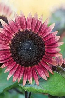 13 Unique Seeds You Should Plant in Your Garden Pink sunflow