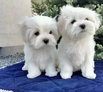 Gorgeous Teacup Maltese Puppies - Tellico Plains - Animal, P