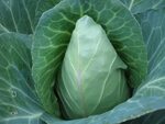 Cabbage - Early Jersey Wakefield - St. Clare Heirloom Seeds 