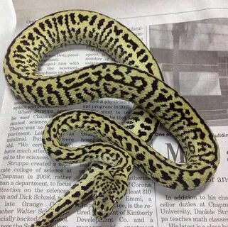 Zebra Jaguar' carpet python, Psychotic Exotics. Snake, Color