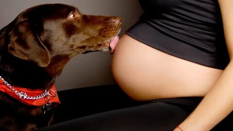 Funny Dogs Protecting Pregnant Women - Compilation - YouTube