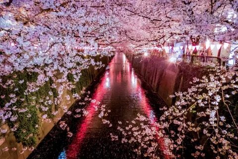 Meguro River Cherry Blossoms - Tokyo - Japan Travel
