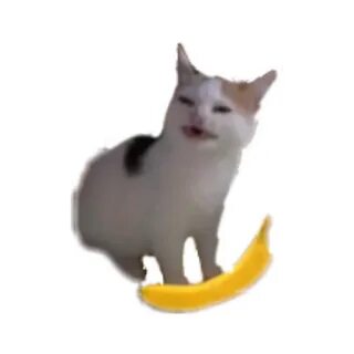 cat banana bananatime 273044350007211 by @queen_galaxy1o1