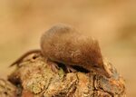 Least Shrew Facts, History, Useful Information and Amazing P