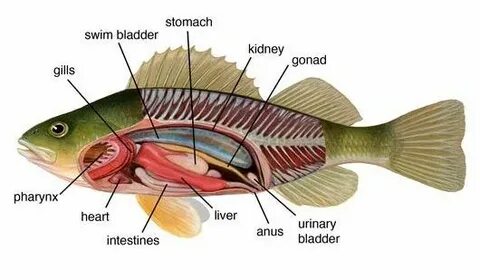 27 Perch Dissection Diagram - Wiring Diagram Niche