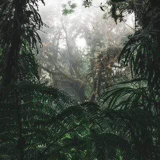 Download wallpaper 3415x3415 jungle, forest, fog, trees, bus