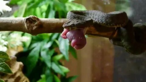 Pit Viper Fangs at work - YouTube