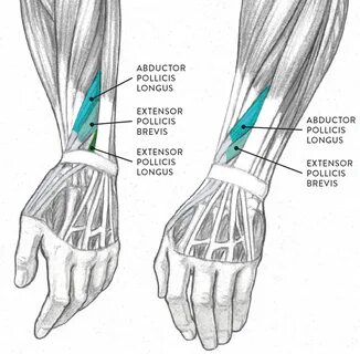 Muscles of the Arm and Hand - Classic Human Anatomy in Motio