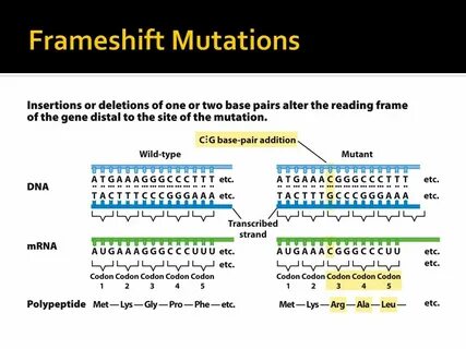 Chapter 13 Mutation, DNA Repair, and Recombination - ppt vid