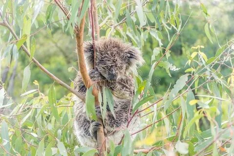 Koala bear resting in tree stock image. Image of leaves - 86