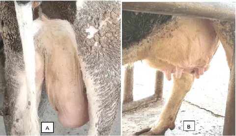 A cow with pitting type edema around the quarter (A) and swo