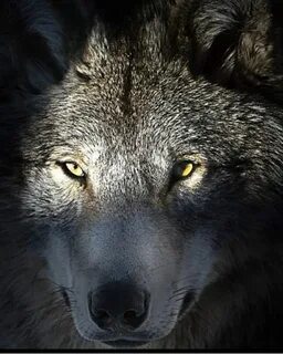Eyes of wolf Fotos de lobos, Wolf love, Lobo solitário