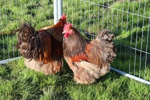 Chocolate Partridge Orpington Chickens - Essex Orpingtons