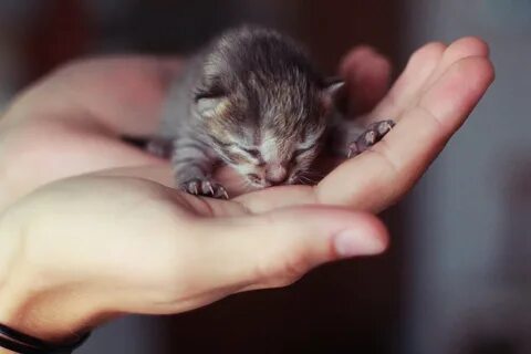 Милые новорожденные котята: лучшие фото