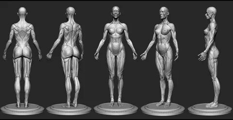 Female Anatomy Kit - ZBrushCentral