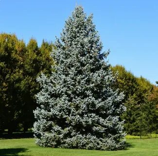 Drought Tolerant Shade Trees Plant Addicts