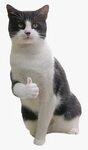 Transparent Sleeping Cat Png - Thumbs Up Cat Meme, Png Downl