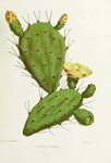 Drawn cactus prickly pear cactus - Pencil and in color drawn