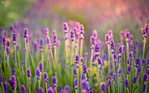 Lavender Background - PowerPoint Backgrounds for Free PowerP