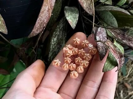 Hoya Sigillatis Hoya plants, Wax flowers, Plants