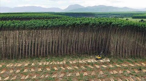 Tell the United Nations: Plantations are NOT forests! - Rain