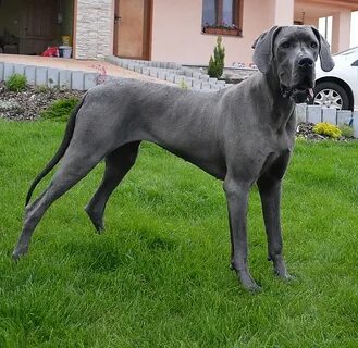 Brown Spotted Great Dane - dog.aircharterserviceplc.com