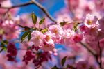 Sakura bloomed in the St. Petersburg Garden of Friendship - 