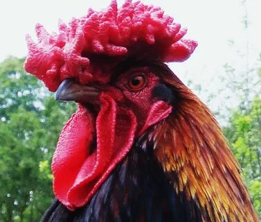 File:Big red rooster.jpg - Wikipedia