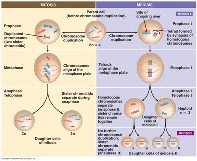 Diagram of Mitosis and Meiosis Quizlet