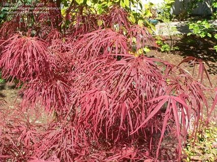 PlantFiles Pictures: Japanese Maple 'Villa Taranto' (Acer pa