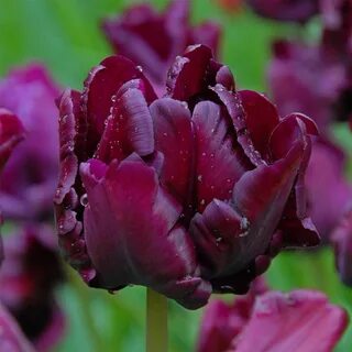 Tulip 'Victoria's Secret' Tulips, Tulip bulbs, Tulip bulbs f