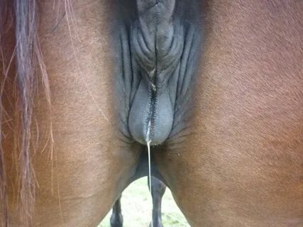 /horse+squirting