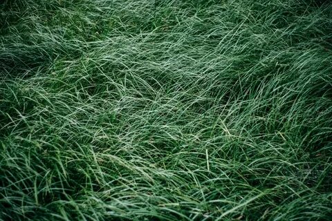 Pompous Grass Pictures Download Free Images on Unsplash